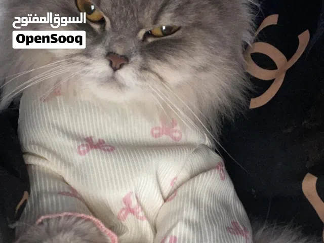 قطة كيوت جدا للبيع تحب اللعب والهدوء والاشخاص صحتها جيدة عمرها 1.7 سنة القطة مطعمة ولا تعاني اي مرض