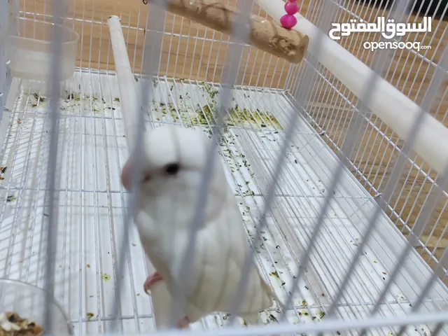 روز للبينو نادر