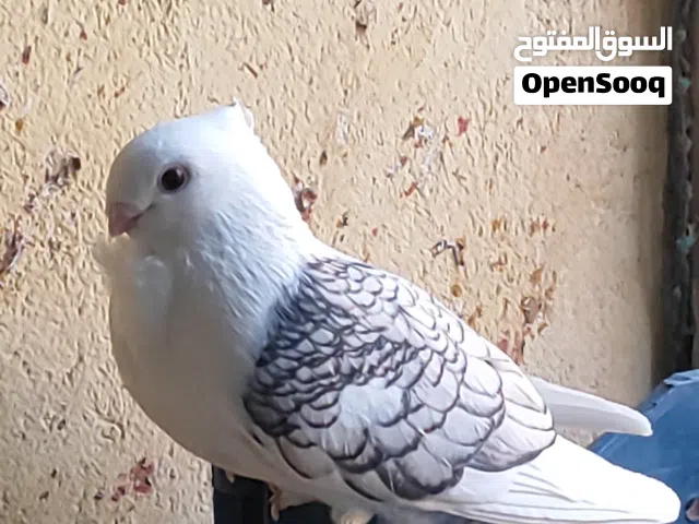 محتاج تك نثيه ستلايت