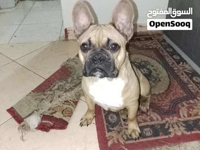 كلب فرينش بول دوج  النوع: ذكر