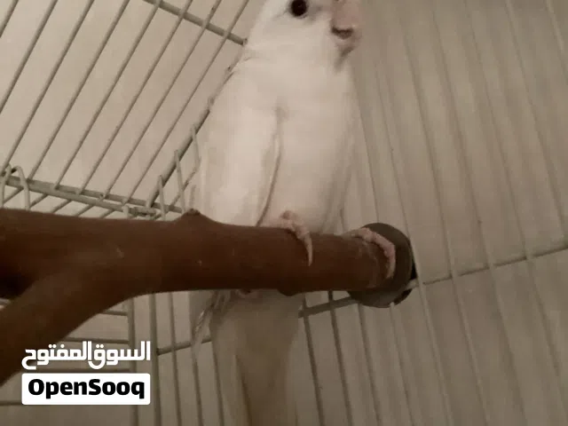 أنثى كروان جاهزة للتزاوج