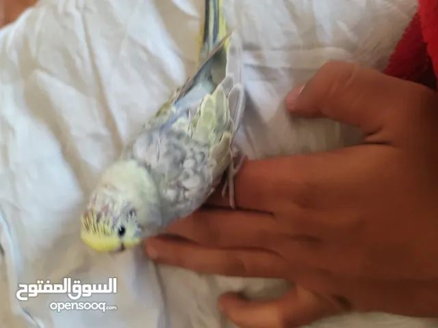 عصفور بادجي انثى اليفه السعر 3000ريال يمني