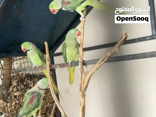 ازواج ببغاء نيبالي للبيع + ازواج دره ملونه