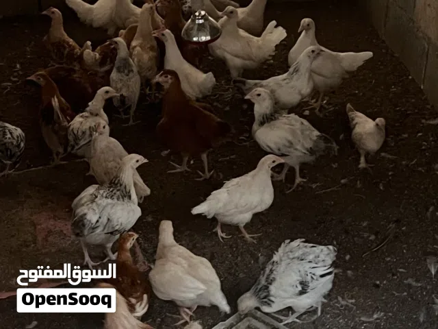 للبيع فروخ دجاج حبحب عماني و وفرنسي و جبنيز