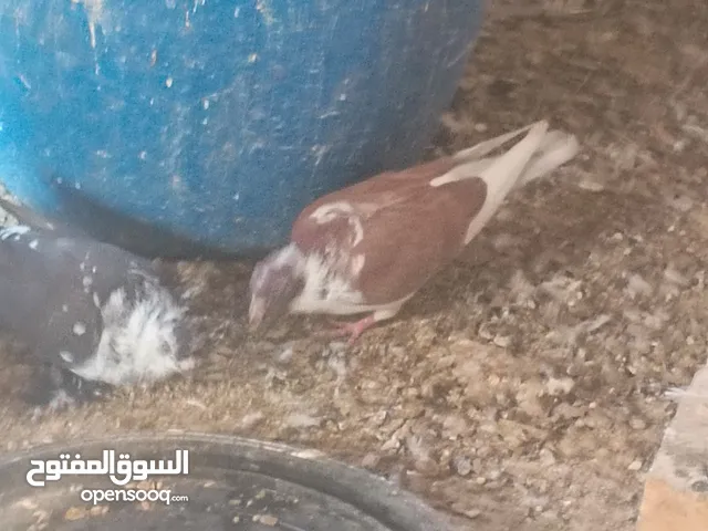 حمام للبيع