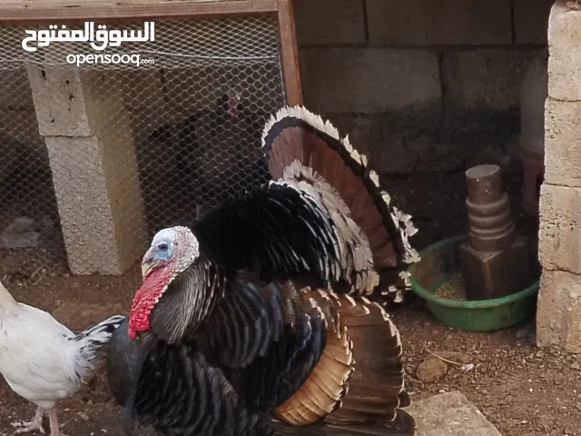 حبش انثايتين وديك عوجه بيض بصلاة عنبي للبيع بسعر مغري