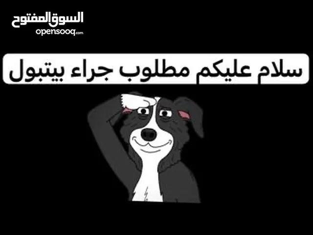 مطلوب جراء بيتبول