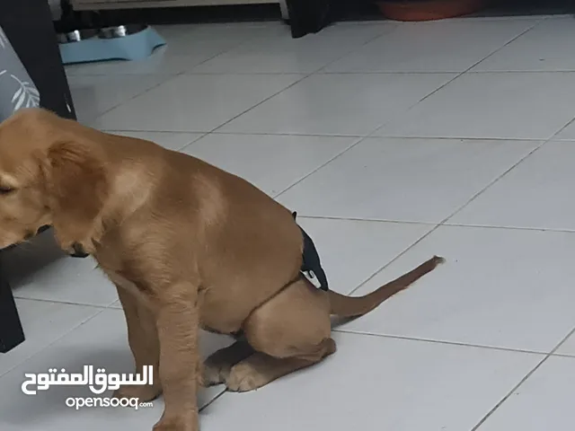 4 months old a good companion