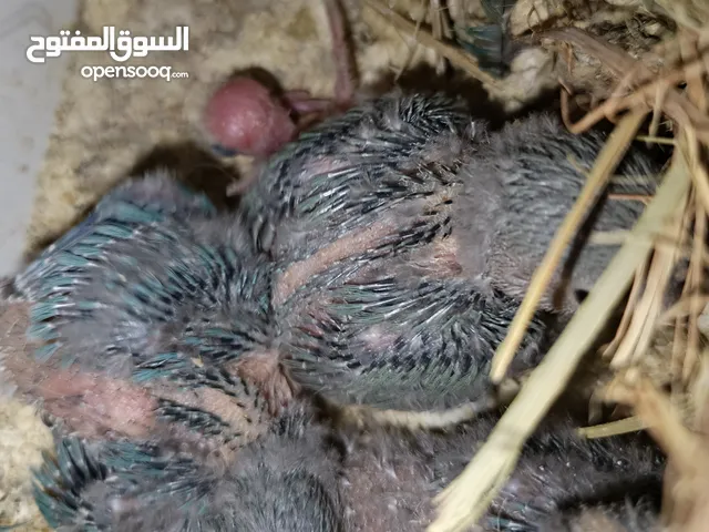 فراخ روز للغر اليدوي