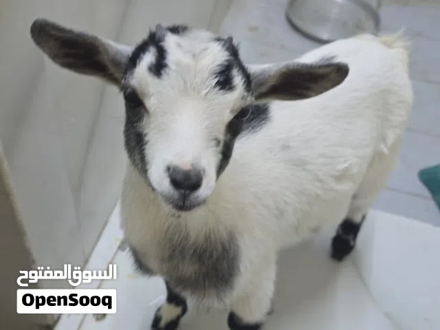 ماعز بقمي للبيع
