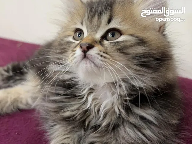 ذكر عمر شهرين لام سكوتش ولاب هيمالايا هادي ولعوب وما يغلب متعود ع التر بوكس والدري فود واكل البيت