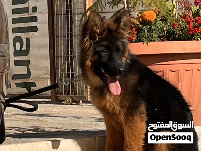 جيرمن شولاين العمر ست شهور