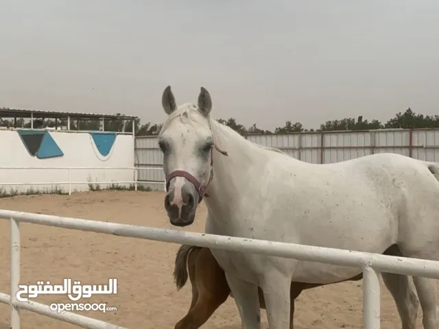 للبيع جاخور خلوو