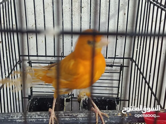 فحل مشمشي نخب نار