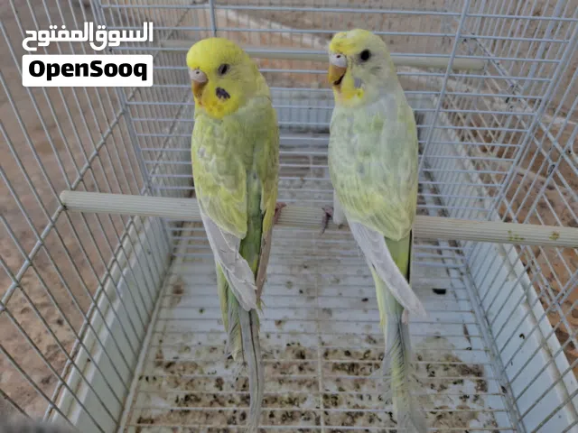 زوز اناث جولدن