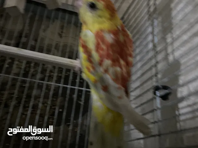 ببغاء مزامير للبيع أو بدل