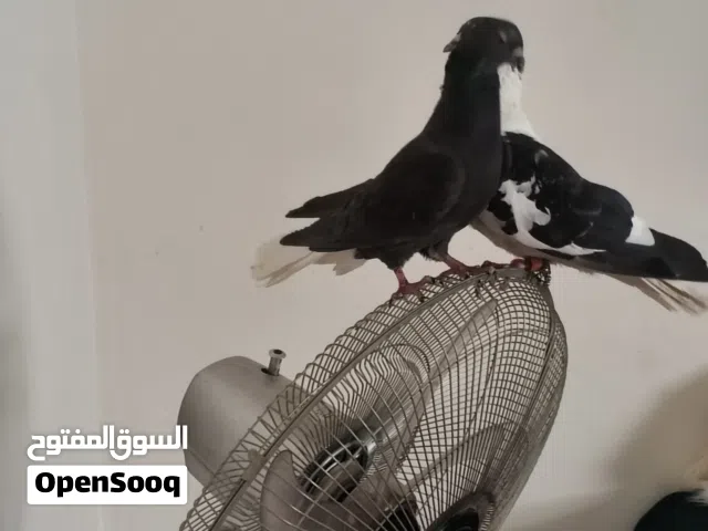 متاح جوز نوريات شغالات