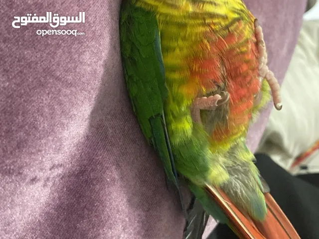 طير كنيور اخضر