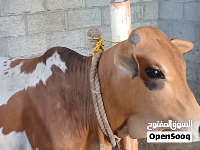 للبيع عجل متوسط لحجم  مطعوم 5 اشهر