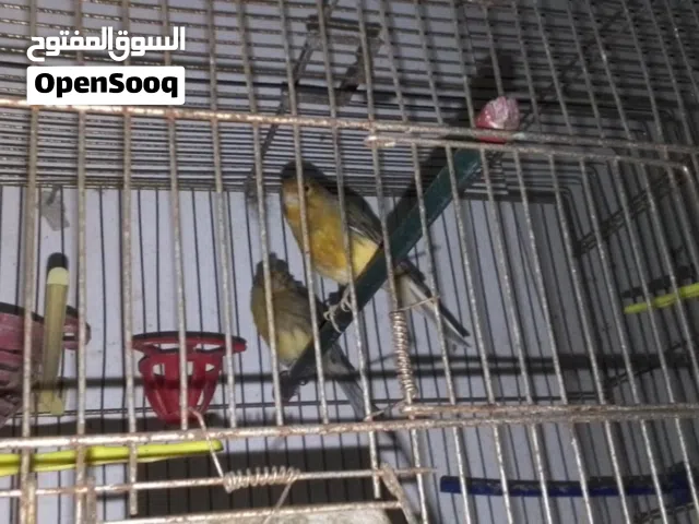 جوز كنار شغال بصلاة عل نبي للبيع