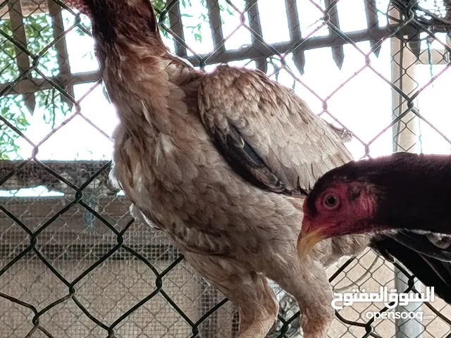 A unique breed Chickens and fighter also.