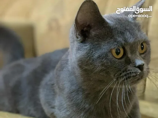 سكوتش للبيع انثى حامل من سكوتش كمان لببيع