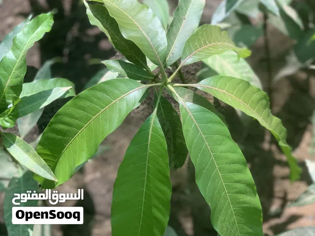 يتوفر شتلات المانجو المحلي وشتلات التركيب على اصل محلي شتلات بصحة جيدة ومميزة متوفر