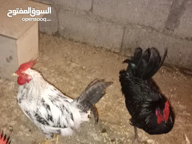 ديك عدد 2 للبيع