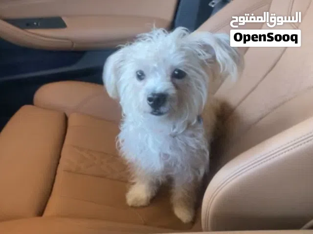 للتبني شيتزو انثى العمر سنة ونص