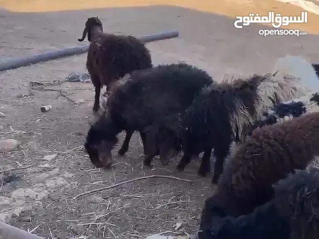 عبر نضاف شكل للبيع فيديو واتس