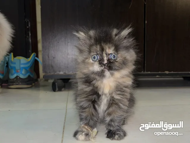 ڤيكي العسل قطه حنينه ولعبيه وكيوت خالص