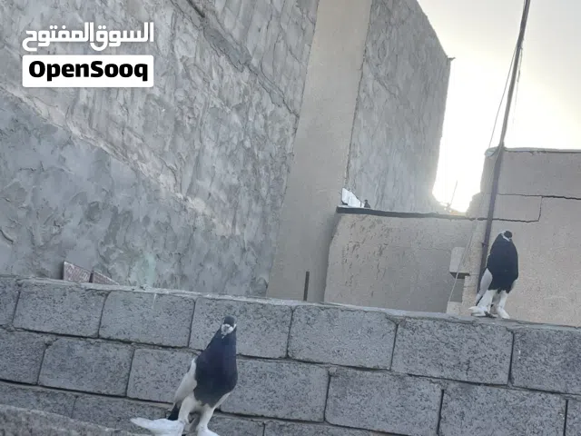 حمام ابو النخفه