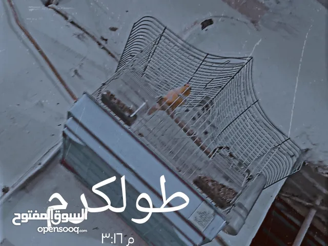 عصفور كناري ذكر للبيع جاهز التزاوج مع قفص مستعمل بس 120 شيكل طولكرم  نزله مجمع الدكتور امجد بدران