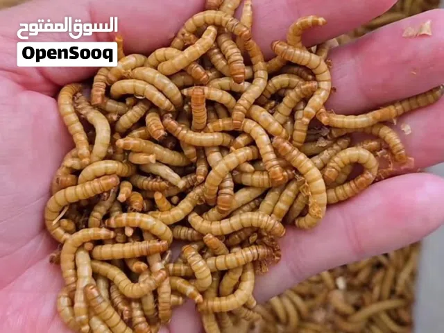 دود قبابي حي بالرياض