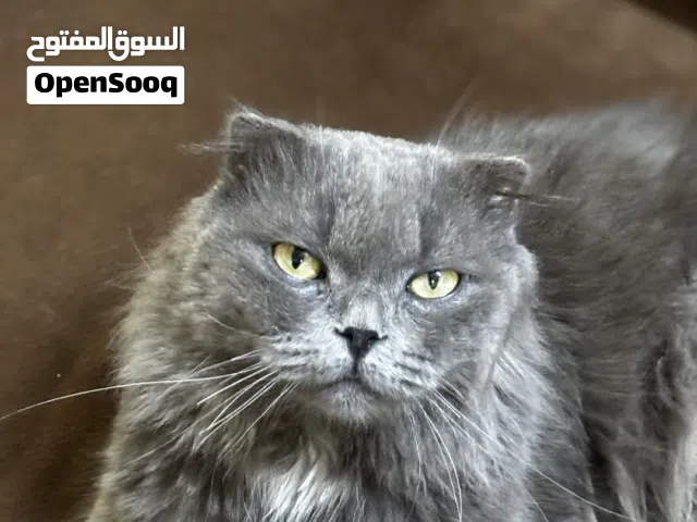 للبيع او البدل سكوتش فولد بريتش ، صفقة لمحبين السكوتش فولد (الوصف مهم)