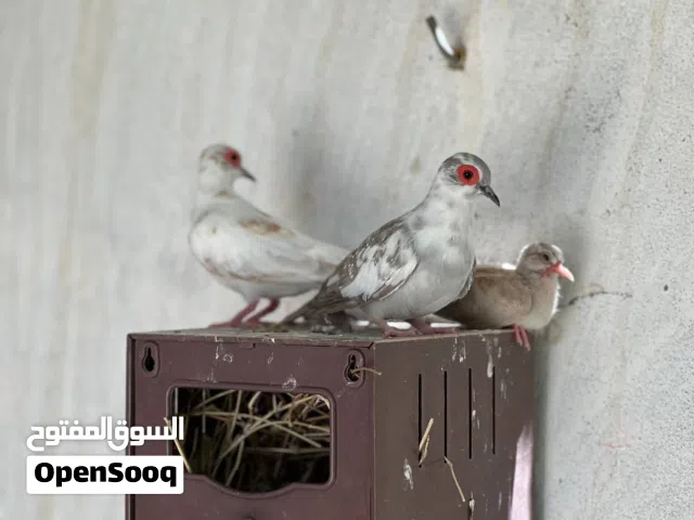 يمام ماسي.