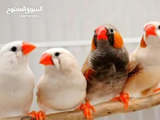 مطلوب شقه حدود 60/70