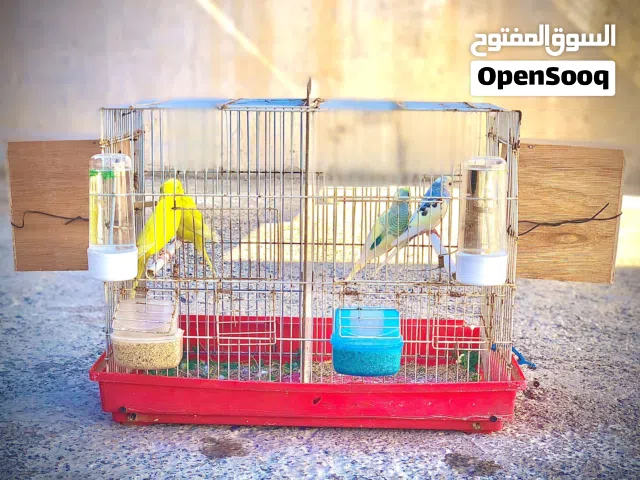 كوبيتين بقلينو كوبيه الصفره مالطيه . والتانيه صافي الجناح .