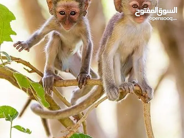 ‏ مطلوب قرد
