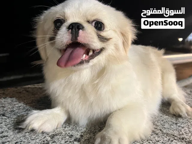 كلب بكنوا للبيع اقرا الوصف