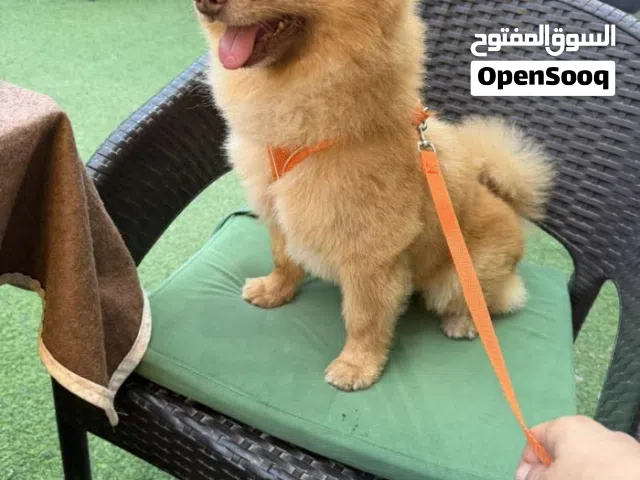 Pomeranian dog male