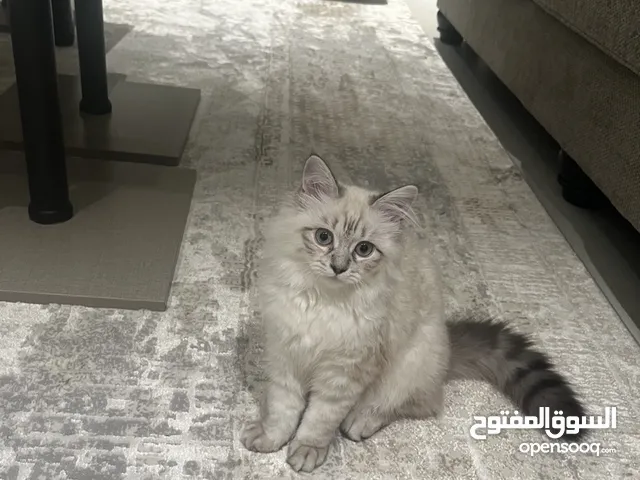 قطة سيامي جميله واليفة