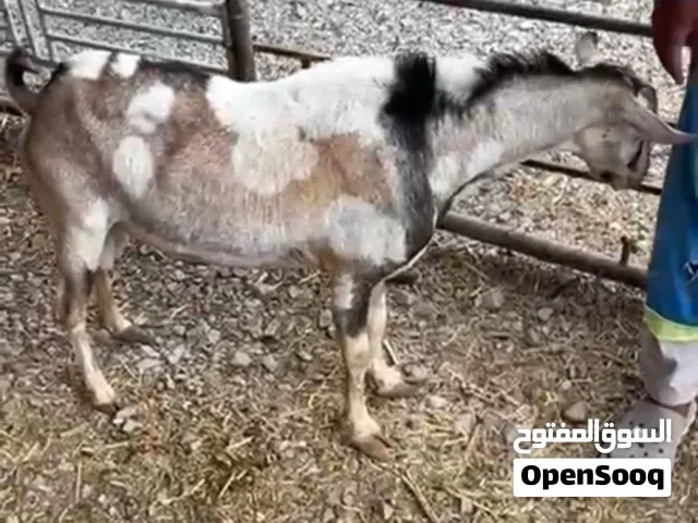 تيس صلالي للبيع