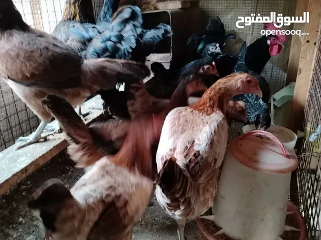 بيض بلدي للبيع