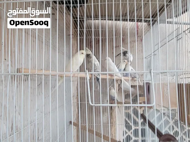 طيور البادجي
