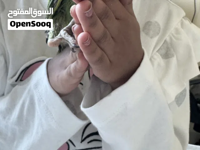 ببغاء هندي (IRN) مميز – سلالة نادرة