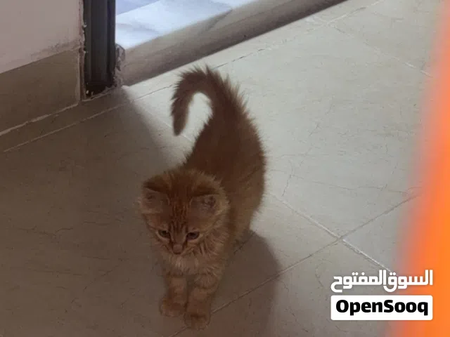 البسة للتبني مع اغراضها الليتر بوكس وشنطة الها والسعر قابل للمفاصله ( واللي للبيع الاغراض بس)