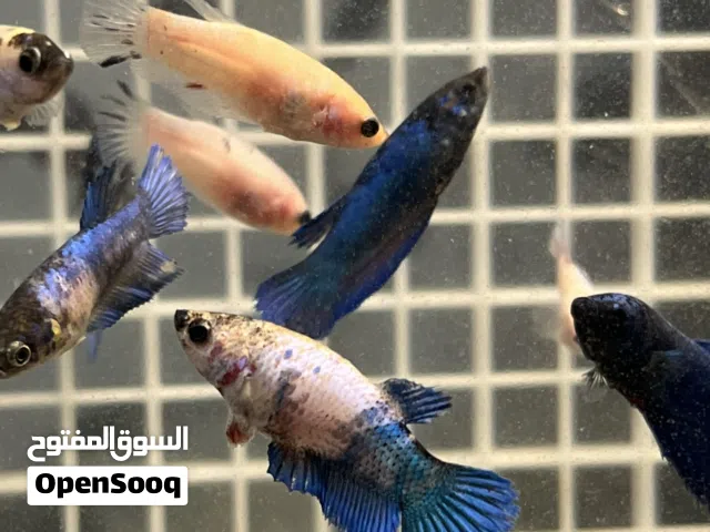 Fighter (Betta) Fish