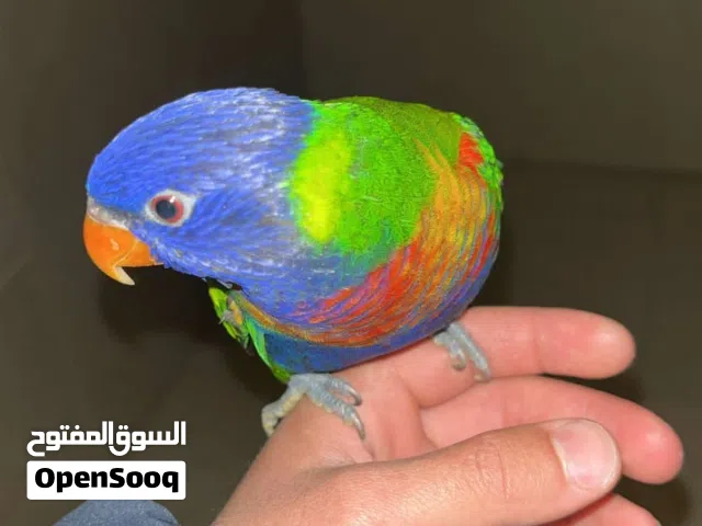ببغاء اللوري هدد