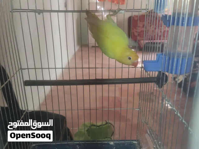 طيره فيشر روز جاهزه للانتاج
